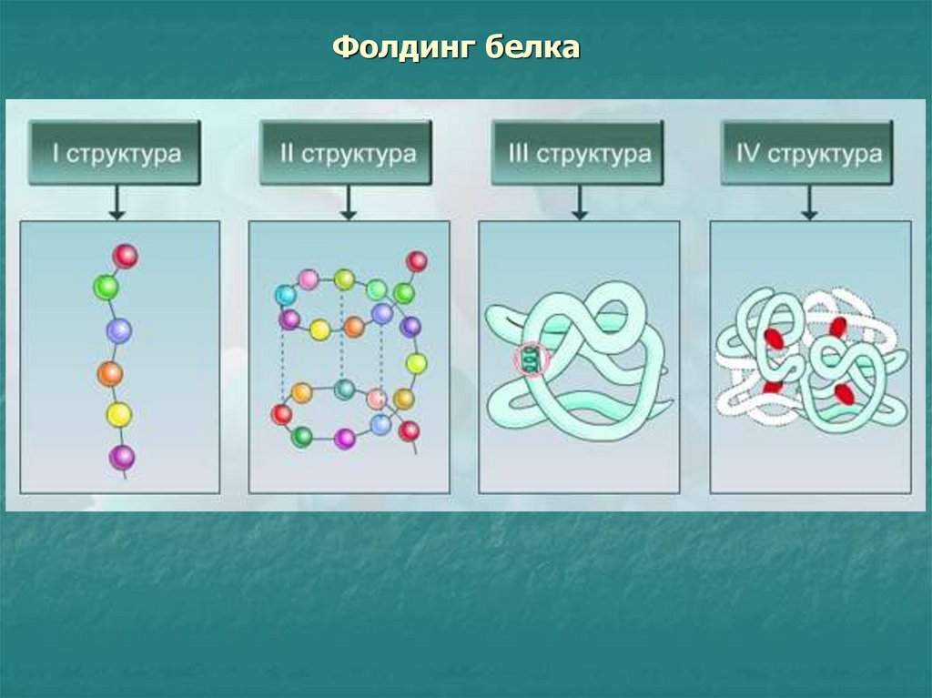 Нативная конформация белков. Фолдинг белка схема. Конформация белковых молекул вторичная и третичная структуры. Структура белка схема. Формирование нативной структуры белка.