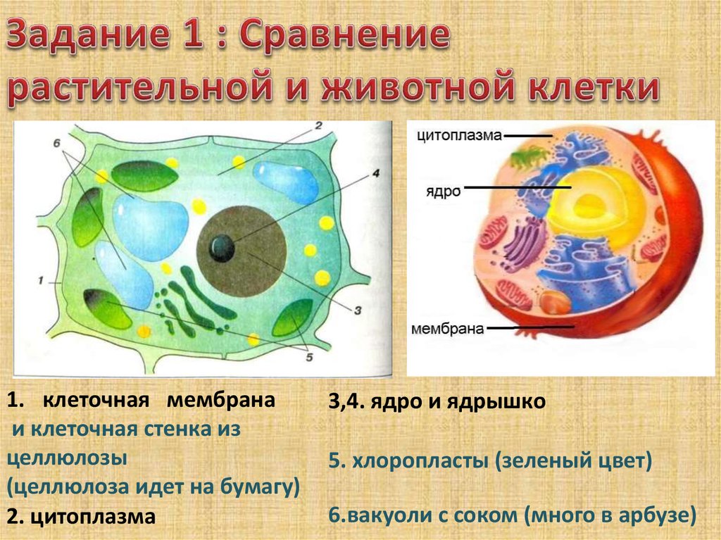 Наличие ядра растительной клетки. Ядро животной клетки и растительной. Клетка растений и животных. Ядро растительной и животной клетки сравнение. Растительная клетка и животная клетка.