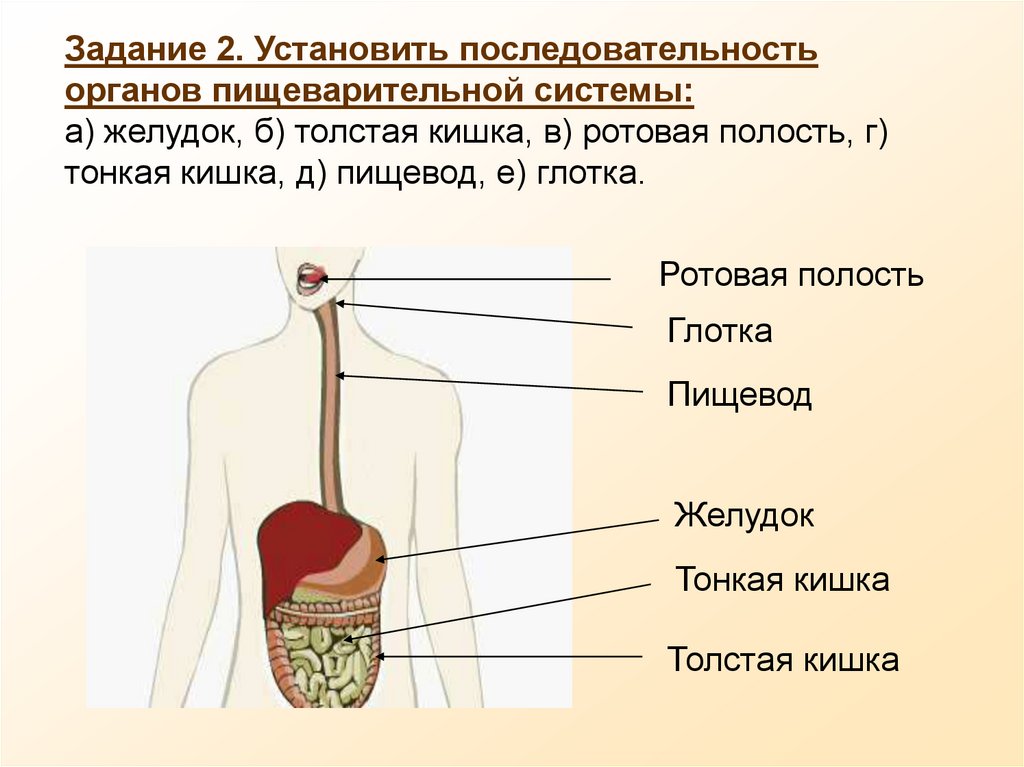 В какую систему органов входит желудок. Последовательность расположения органов пищеварения. Установите последовательность расположения органов пищеварения. Последовательность органов пищеаарительнойсистемы. Пищеварительная система пищевод желудок.