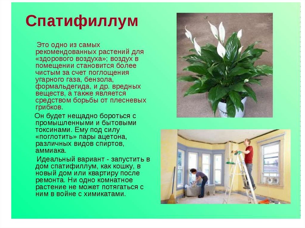 Комнатные цветы полезные для дома и здоровья. Спатифиллум Родина растения. Спатифиллум ядовит. Спатифиллум комнатное растение описание. Спатифиллум ядовитое растение.