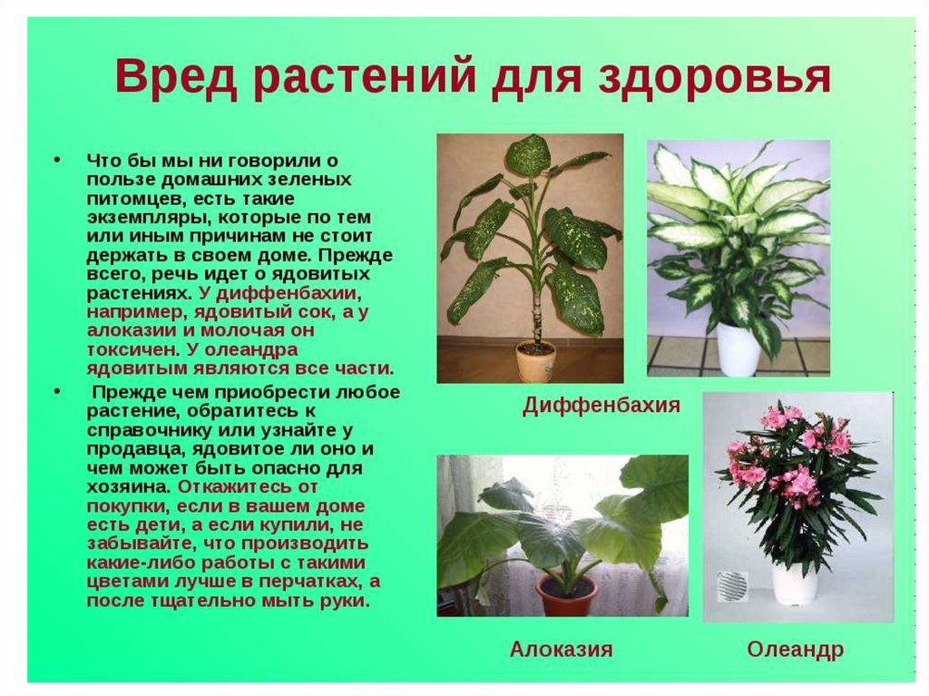 Комнатные цветы энциклопедия с фотографиями и названиями