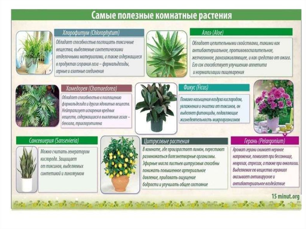 Аллергенные растения домашние с фото и названиями