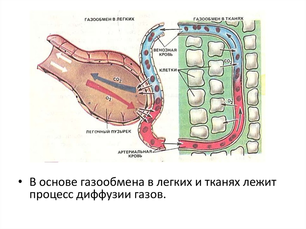 Орган дыхания клетки. Схема газообмена в легких и тканях схема. Процесс газообмена в легких и тканях схема. Схема процесса газообмена в тканях. Схема диффузии газов в легких.