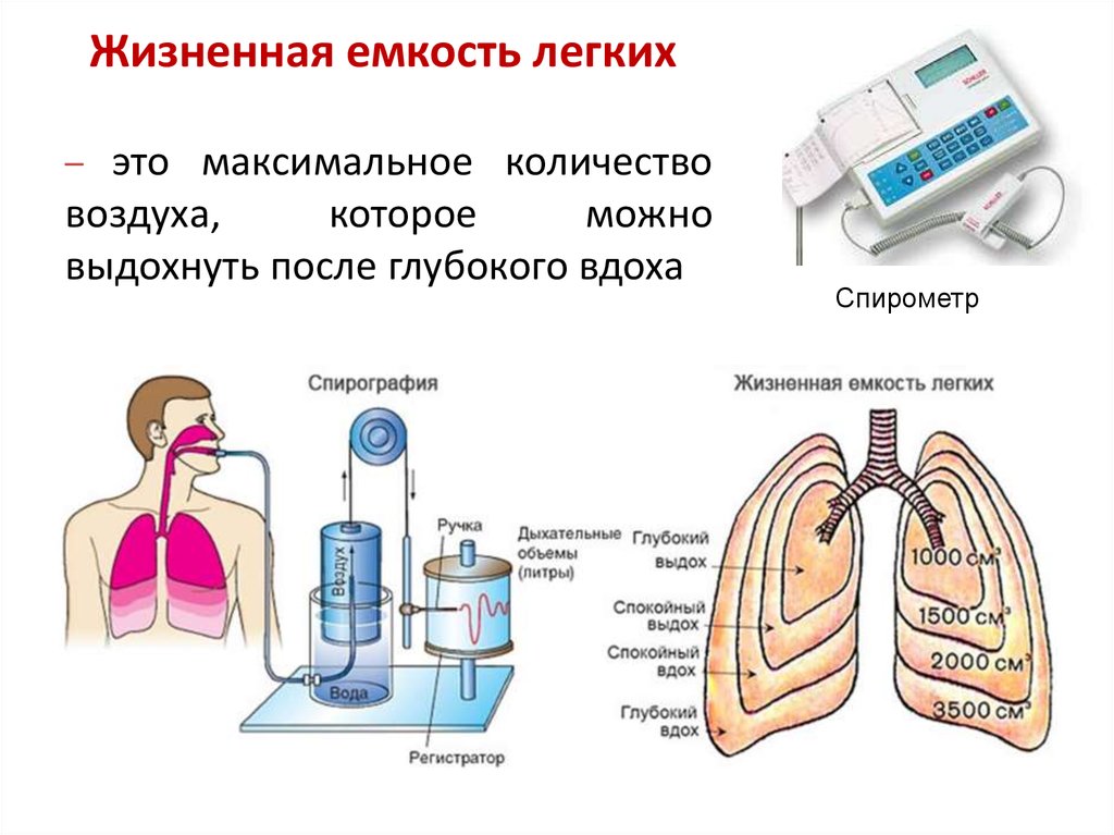 Дыхательным воздухом называют. Спирометр жизненная емкость легких. Объем жизненной емкости легких. Лабораторная работа измерение жизненной ёмкости лёгких. Легочные объемы и жизненная емкость легких.