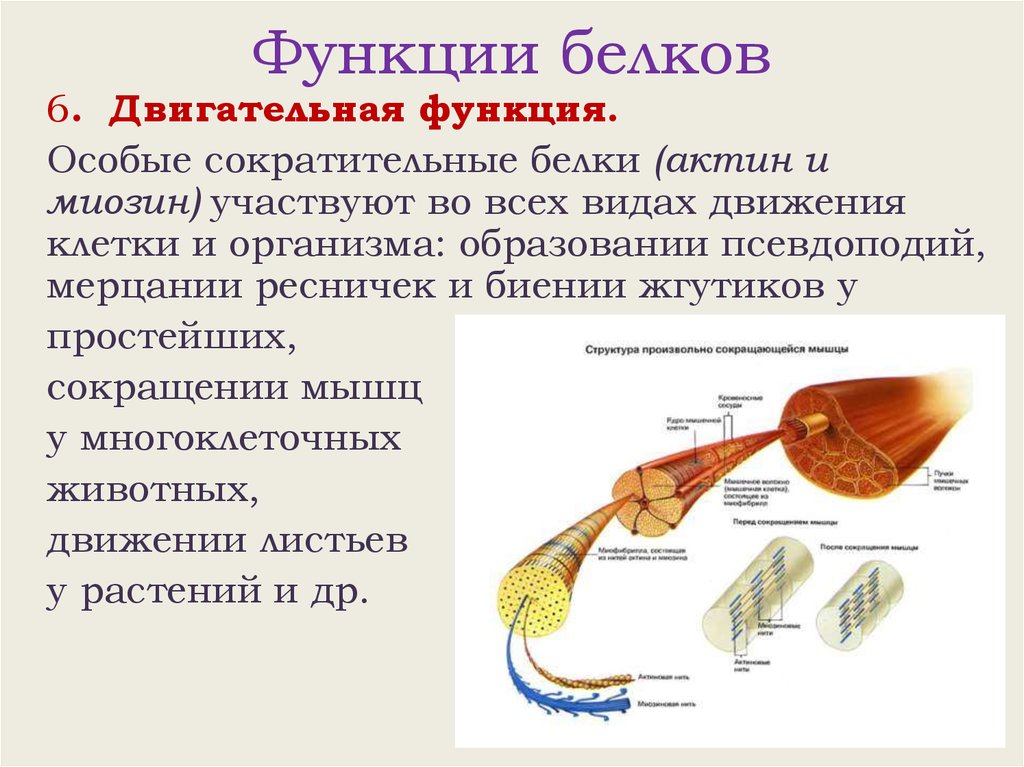 Какие белки обеспечивают движение мышц