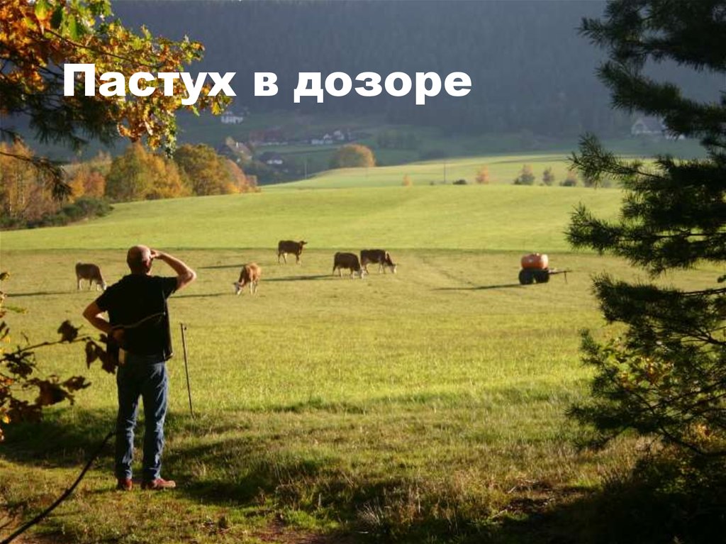 Пастух в дозоре