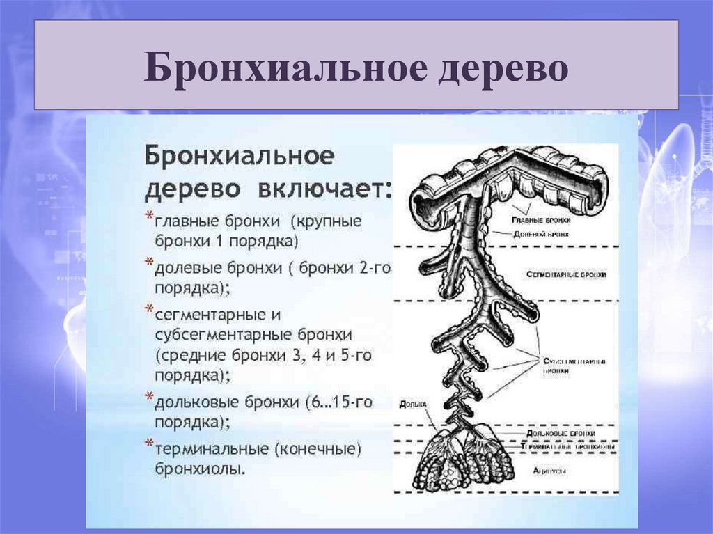 Бронхиальное дерево. Бронхиальное и альвеолярное дерево анатомия. Строение бронхиального дерева с альвеолами. Деление бронхов схема. Схема ветвления бронхиального дерева.