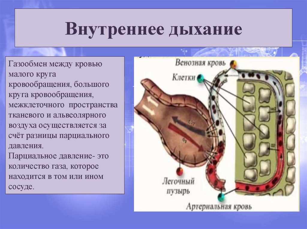 Внутреннее дыхание. Газообмен физиология дыхания. Внутреннее дыхание физиология. Внутреннее дыхание это газообмен между.