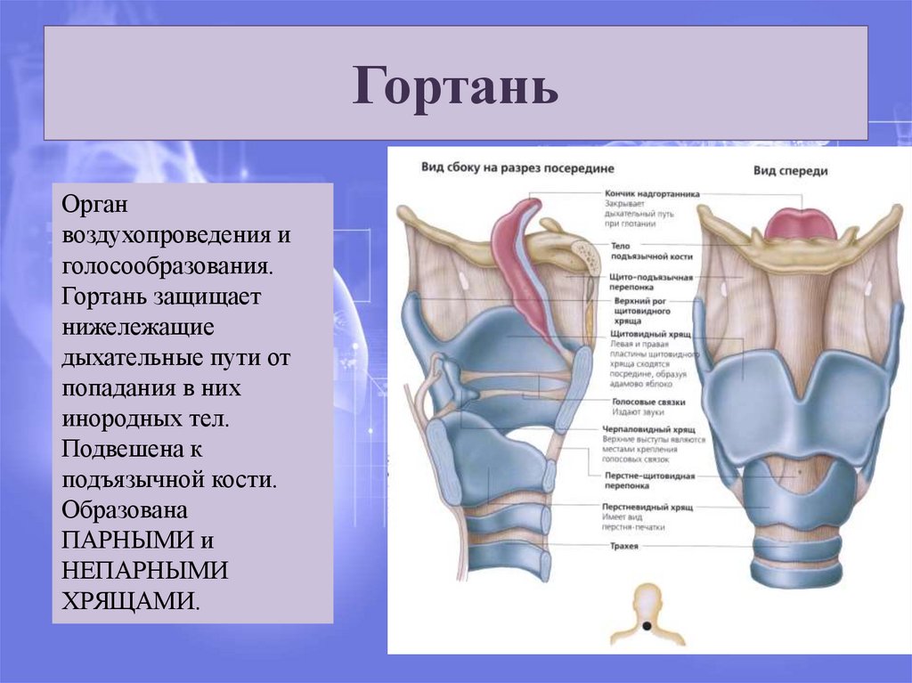 Гортань это. Строение гортани вид спереди. Строение гортани хрящи гортани голосовые связки. Гортань орган голосообразования. Гортань спереди и сзади.