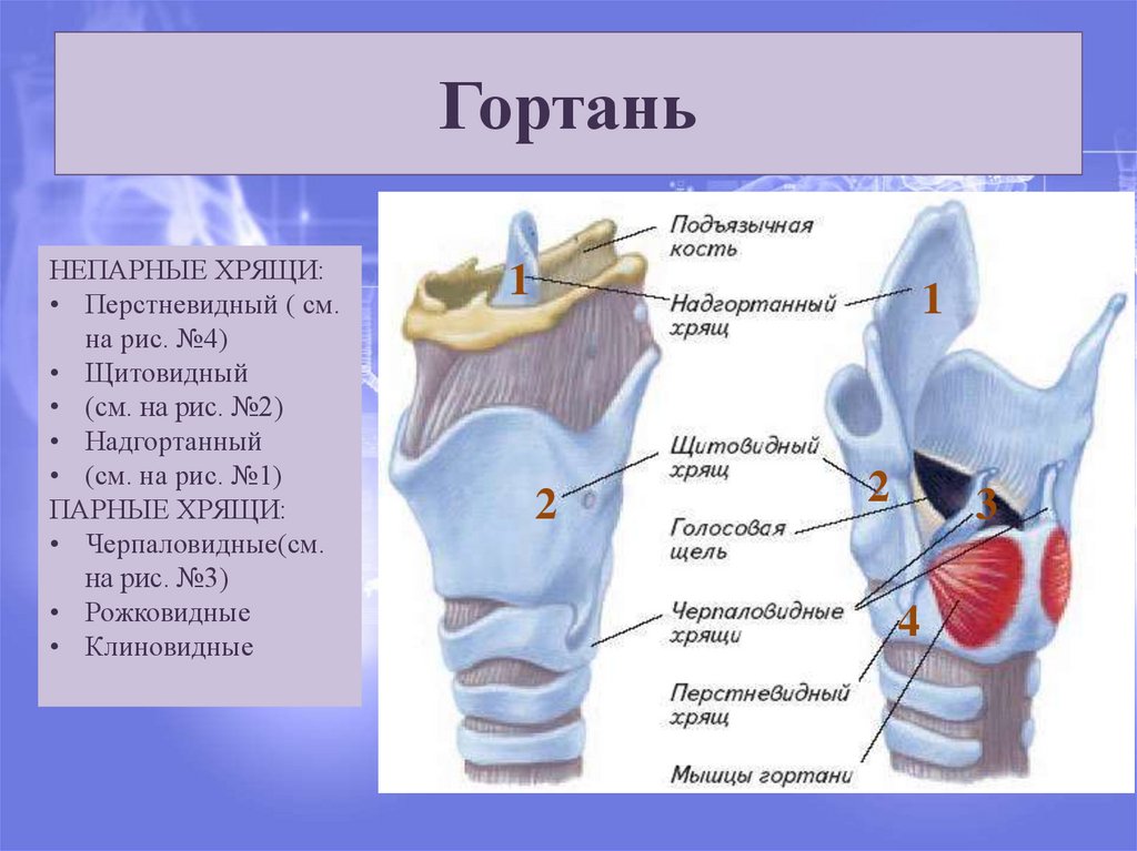 Хрящ картинка для детей