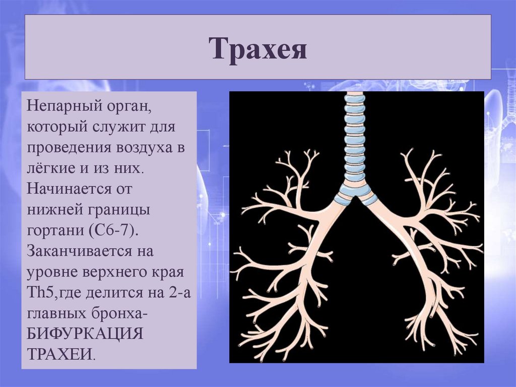 Схема бронхиального дерева