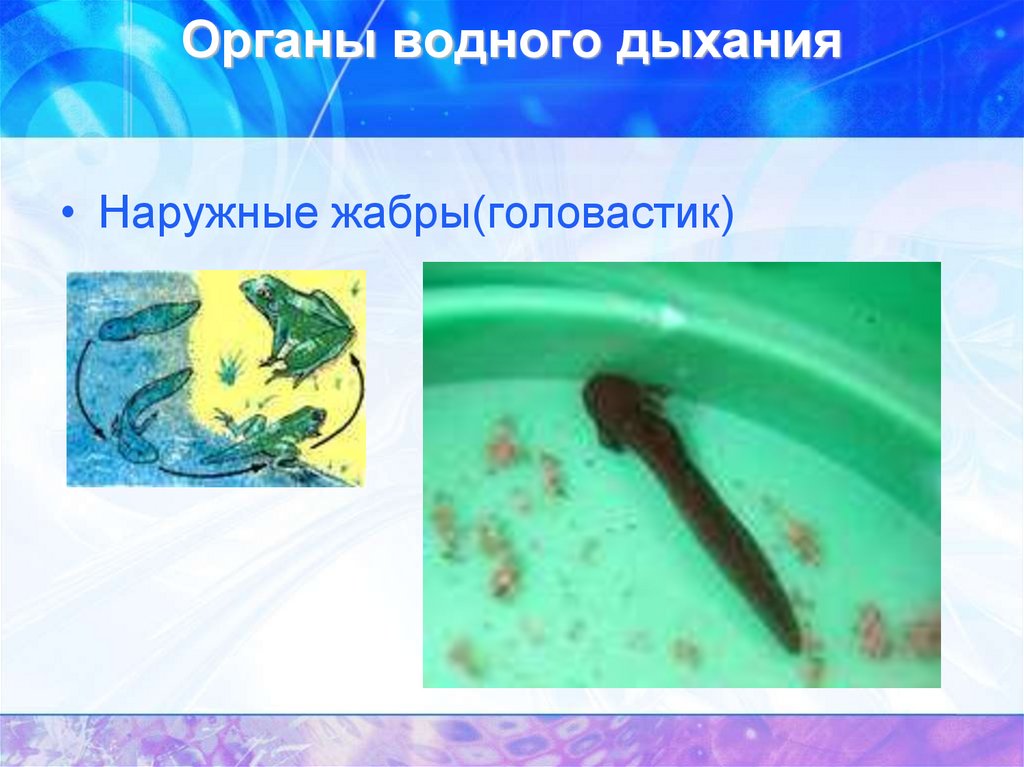 Водный орган. Органы дыхания у водных. Водное дыхание. Водяной уж органы дыхания.