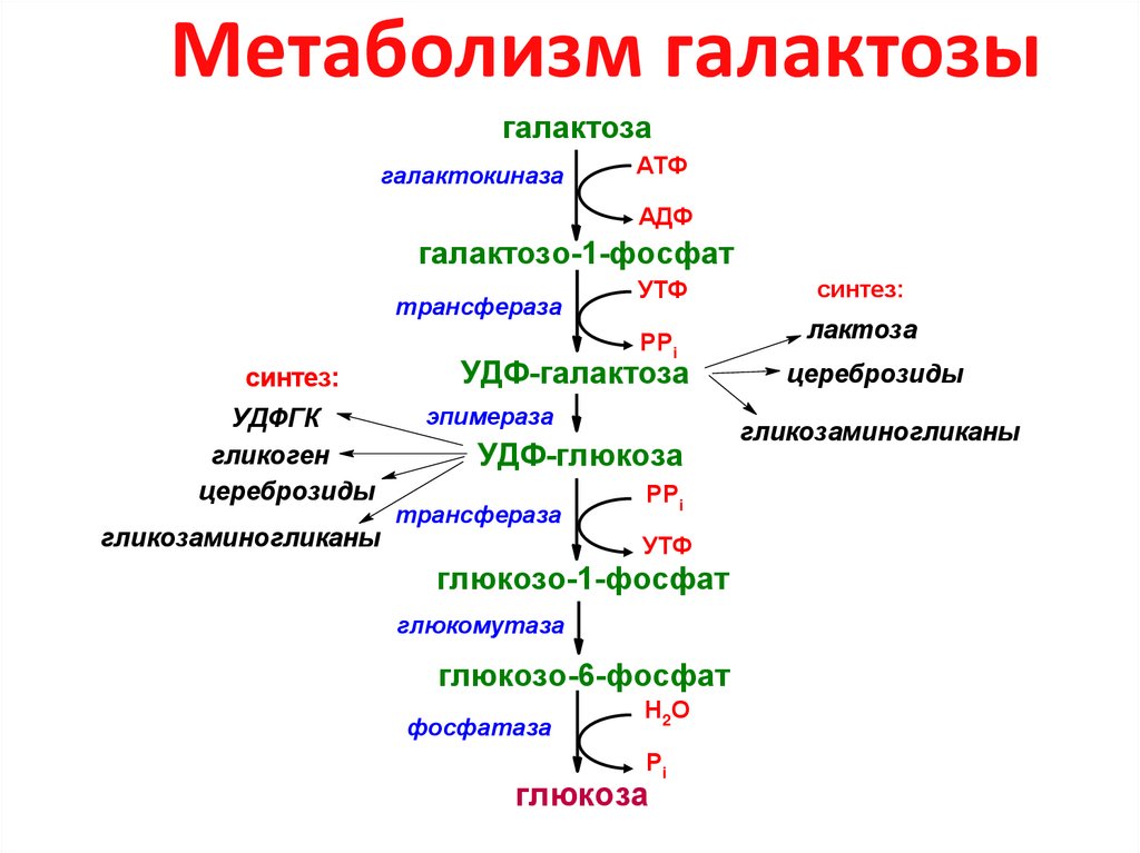 Последовательность процессов при окислении фруктозы. Метаболизм фруктозы и галактозы. Метаболизм галактозы биохимия реакции. Метаболизм галактозы при галактоземии. Схема метаболизма галактозы.