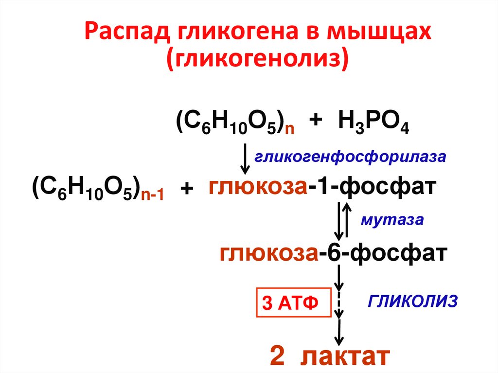 Гликогенолиз