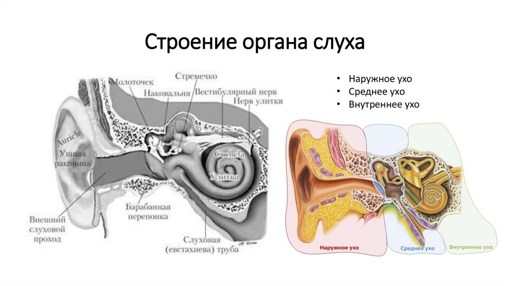 Строение слухового органа человека. Слуховой аппарат строение анатомия. Строение периферического отдела слухового анализатора. Строение слухового анализатора анатомия. Строение органа слуха и равновесия анатомия.