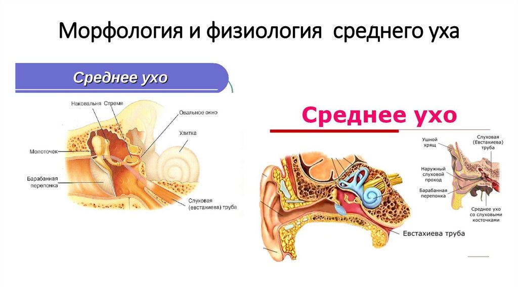 Внутреннее ухо расположено в полости кости. Строение среднего уха слухового анализатора. Анатомия и физиология уха слуховой анализатор. Строение слухового анализатора среднее ухо. Строение слухового анализатора анатомия.