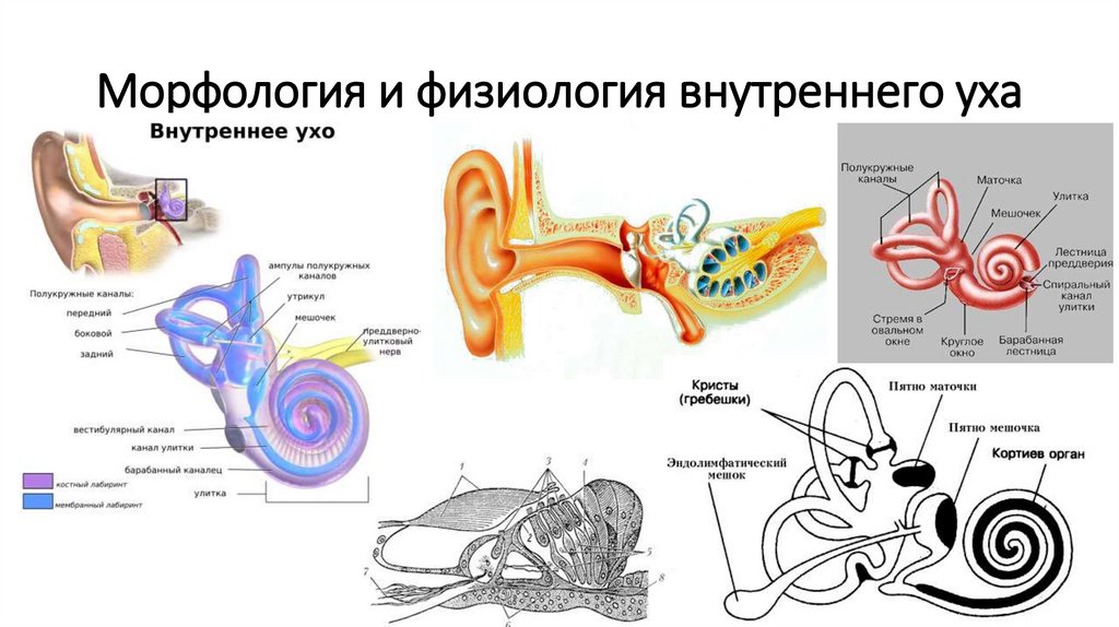 Строение уха биология 8. Слуховой анализатор внутреннее ухо. Строение улитки внутреннего уха. Строение слухового анализатора физиология.