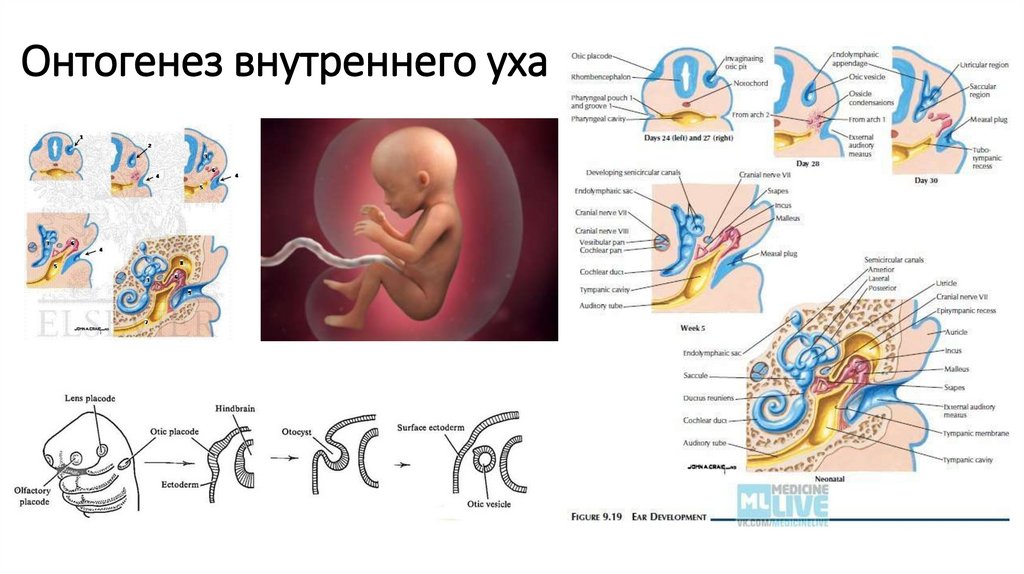 Онтогенез речи презентация