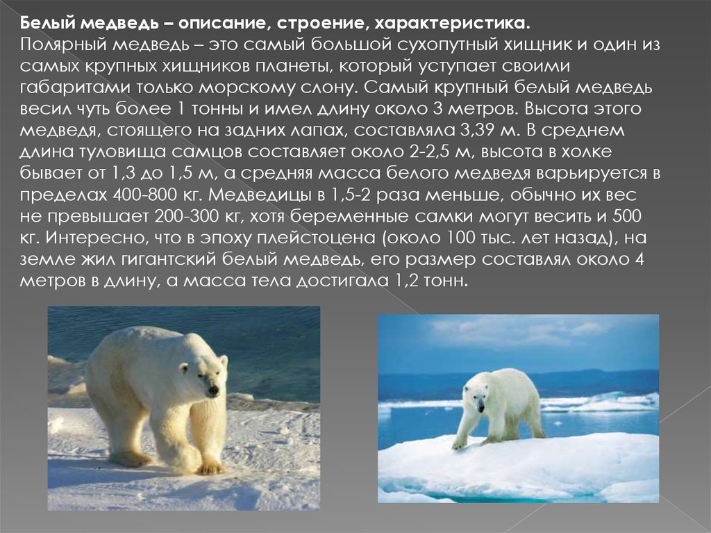 Белый Медведь Фото И Описание