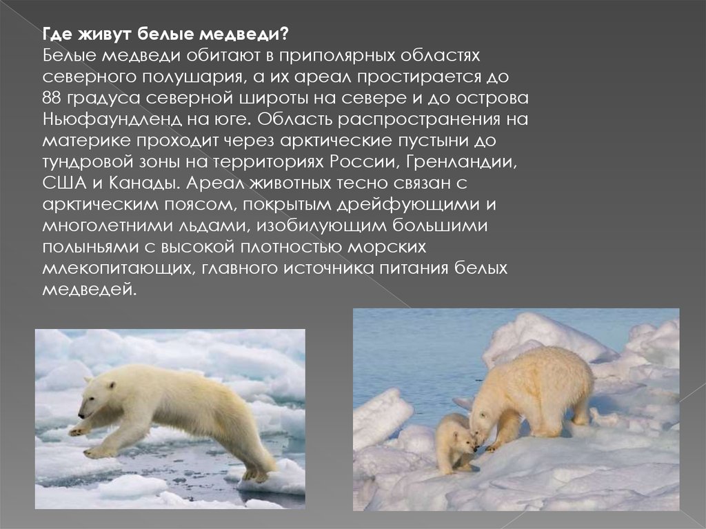 Где живут медведи на каком материке. Ареал белого медведя. Белый медведь обитает. Карта обитания белых медведей. Обитание белых медведей в России.
