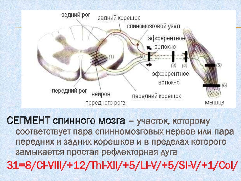 Задний рог серого вещества спинного мозга