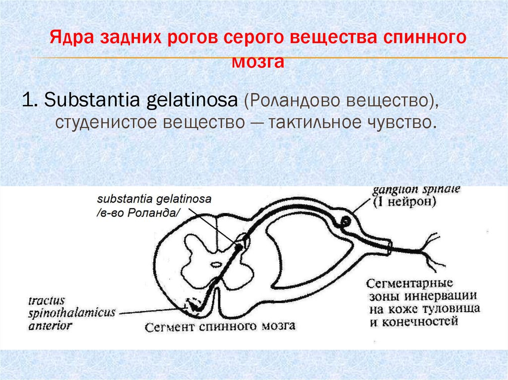 Задний рог мозга. Задние рога спинного мозга. Ядра задних Рогов. Ядра задних Рогов серого вещества спинного мозга. Ядра переднего рога спинного мозга.