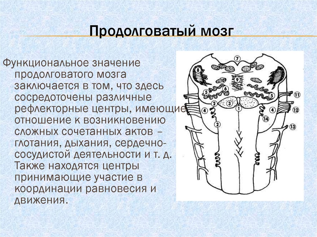 Мозг значимая. Функциональное значение продолговатого мозга. Важность продолговатого мозга. Продолговатый мозг, его функциональное значение.. Рефлекторная деятельность продолговатого мозга.