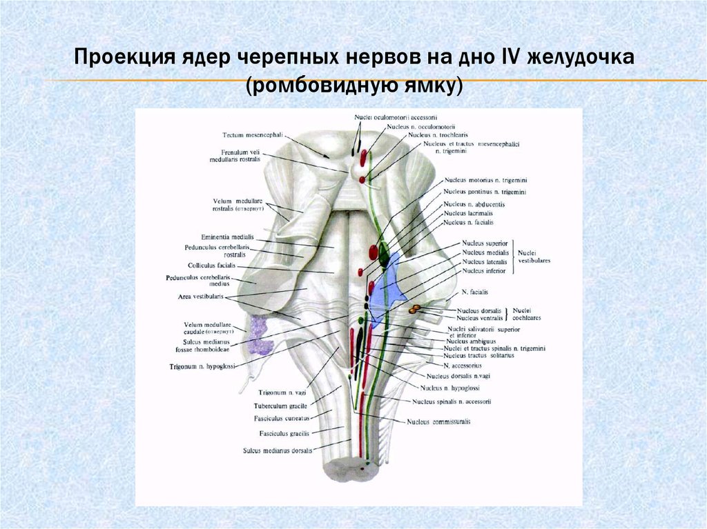 Ядра черепных нервов расположены. Ядра черепных нервов. Ромбовидная ямка Черепные нервы. Проекция ядер ЧМН схема. Ромбовидная ямка анатомия ядра.
