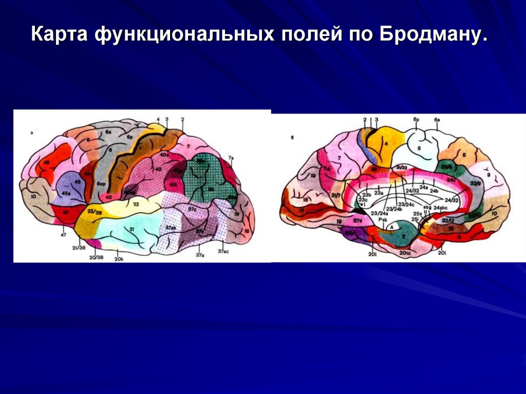 Карта бродмана с описанием полей