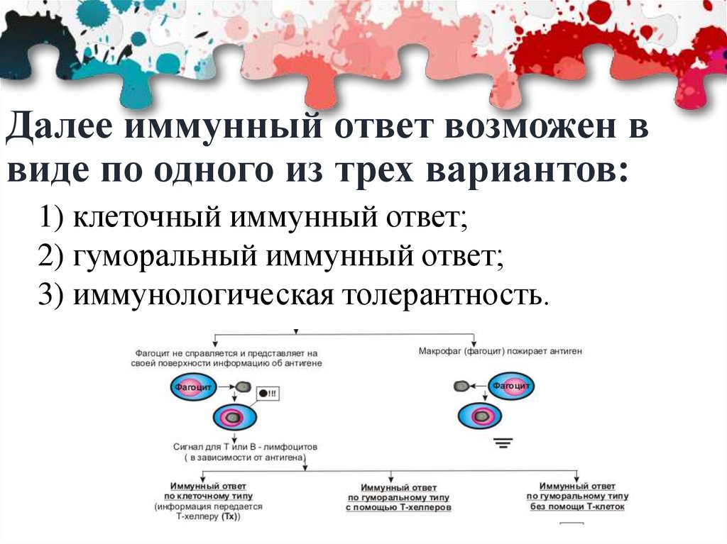 Презентация клеточный иммунный ответ