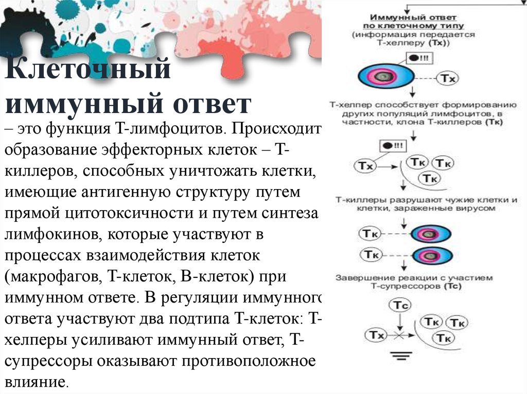 Презентация клеточный иммунитет