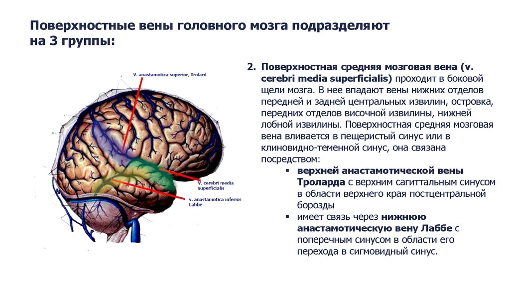 Тест по теме головной мозг. Поверхностная средняя мозговая Вена. Отток крови от мозга схема венозной. Отток крови к головному мозгу. Диплоические лобная Вена.