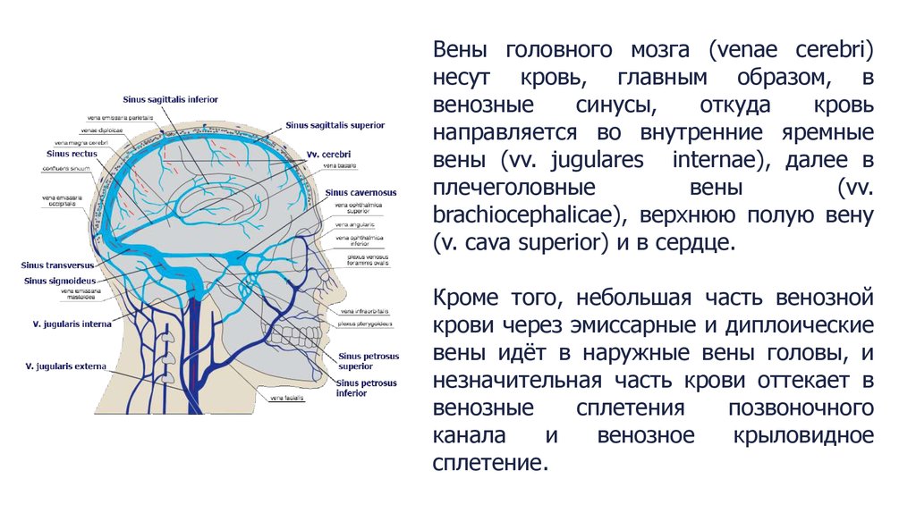 Отток крови от головного мозга. Венозная система головного мозга анатомия. Схема оттока венозной крови с головного мозга. Система синусов твердой оболочки головного мозга. Синусы и вены головного мозга анатомия.