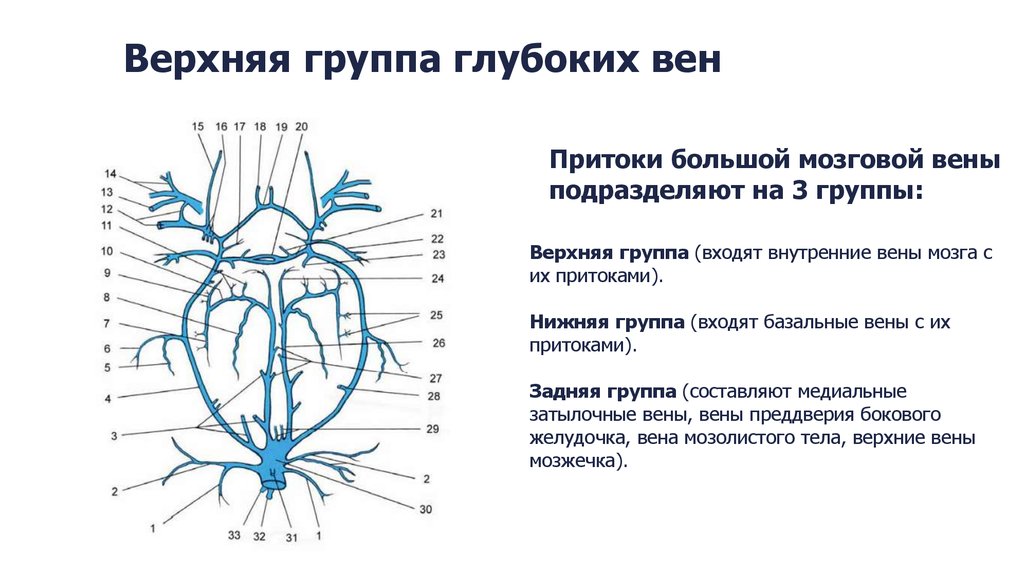 Вене галена. Базальная Вена головного мозга. Верхние и нижние вены мозжечка.