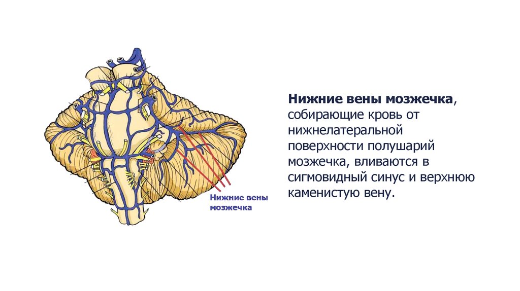 Верхние вены мозга. Вены мозжечка анатомия. Венозная система головного мозга анатомия. Венозный отток мозжечка. Задняя верхняя мозжечковая артерия.