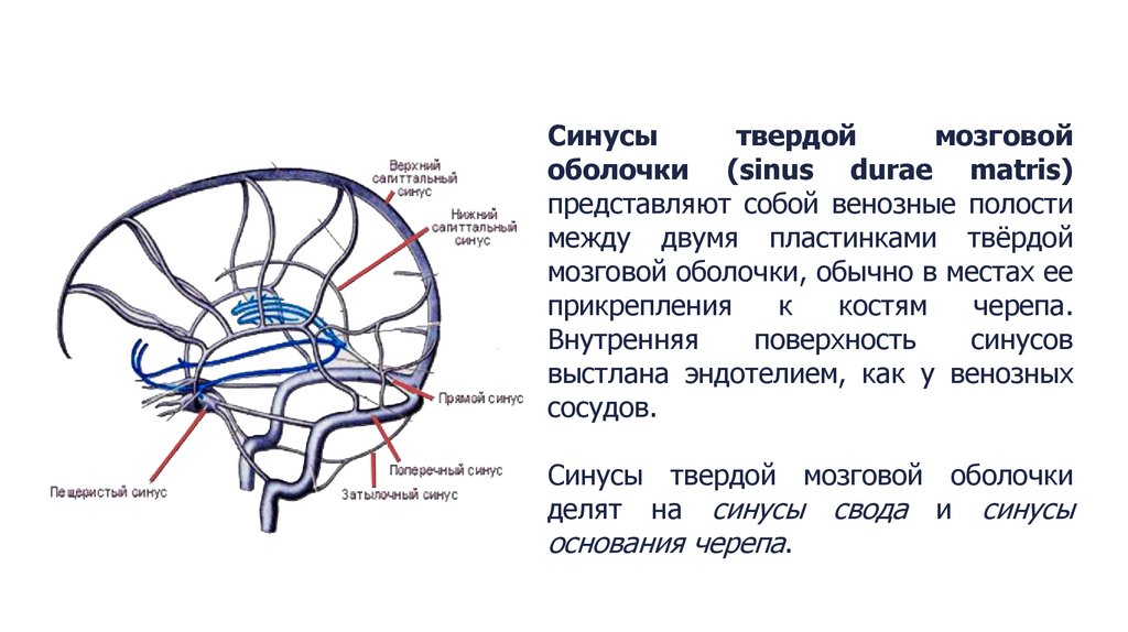 Синус оболочки мозга. Синусы твердой оболочки головного мозга. Синусы твёрдой мозговой оболочки анатомия. Синусы твердой мозговой оболочки таблица. Венозные синусы твердой мозговой оболочки головного мозга.