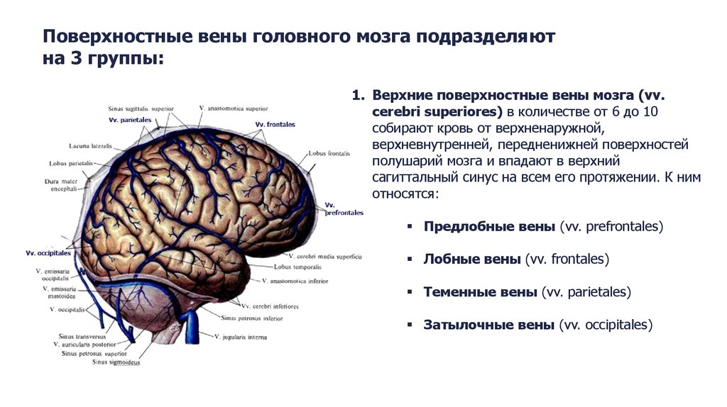 Вены головного мозга схема