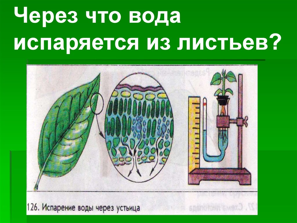 Испарение воды растениями 6 класс кратко