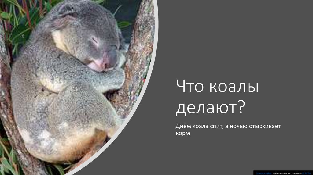 Сделай коалу. Периоды жизни коалы. Коала презентация. Презентация на тему коала до 10-ти предложений. Можно ли сказать что коала очень прожорлив.