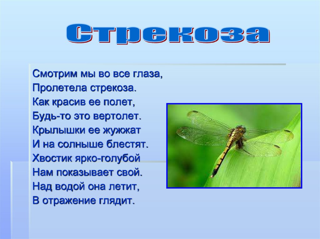 Над тоненькие крылышками с речной чудесными. Загадка про стрекозу. Стих про стрекозу. Детские стихи про стрекозу. Загадка про стрекозу для дошкольников.