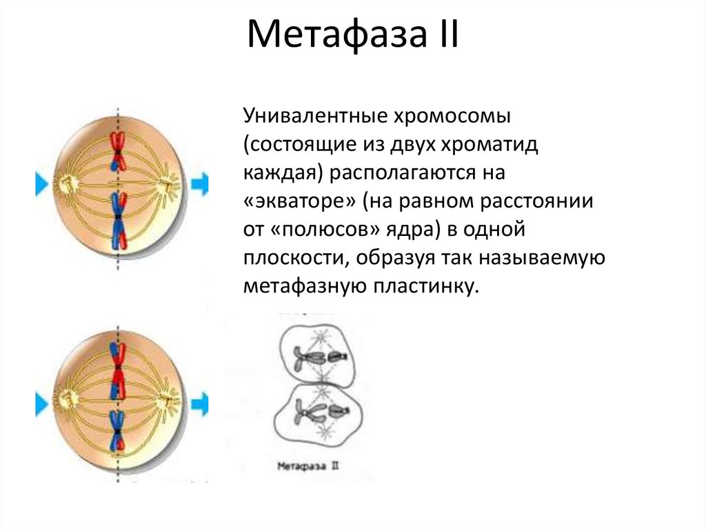 В метафазе митоза происходит