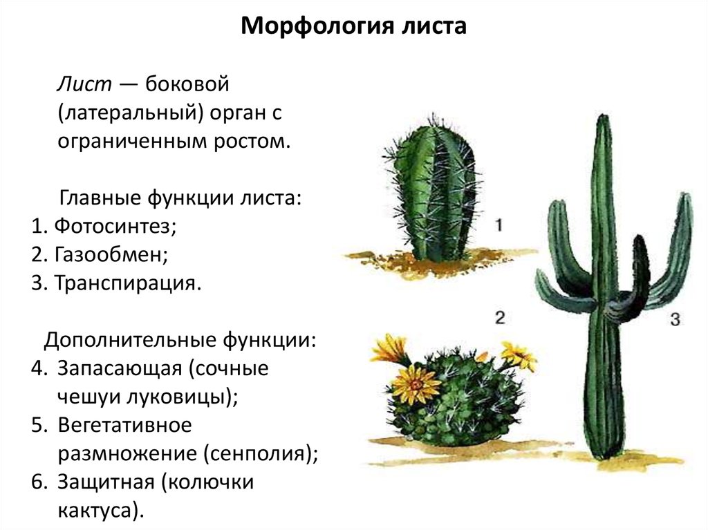 Внешнее строение кактуса сыча. Морфология листа растений таблица. Морфология листа и классификация. Лист морфология листа. Морфология листа ботаника кратко.