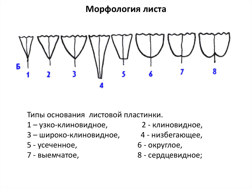 Округлое основание листа. Основание листа виды. Основание листовой пластинки. Форма основания листовой пластинки. Клиновидное основание листа.