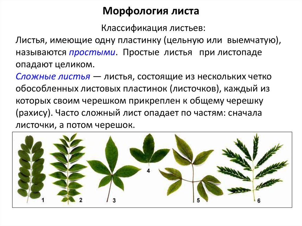 Чем отличается сложный лист. Морфология и анатомия листа. Морфология листа растений. Морфологическое строение листьев. Морфология листовой пластинки черешка прилистников.