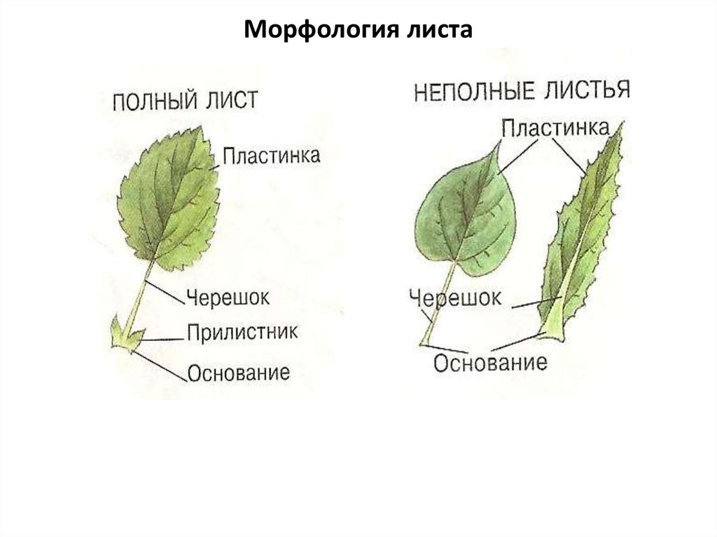 Лист полное имя. Морфология листа. Строение листа морфология. Полный лист. Морфологическое описание листа.