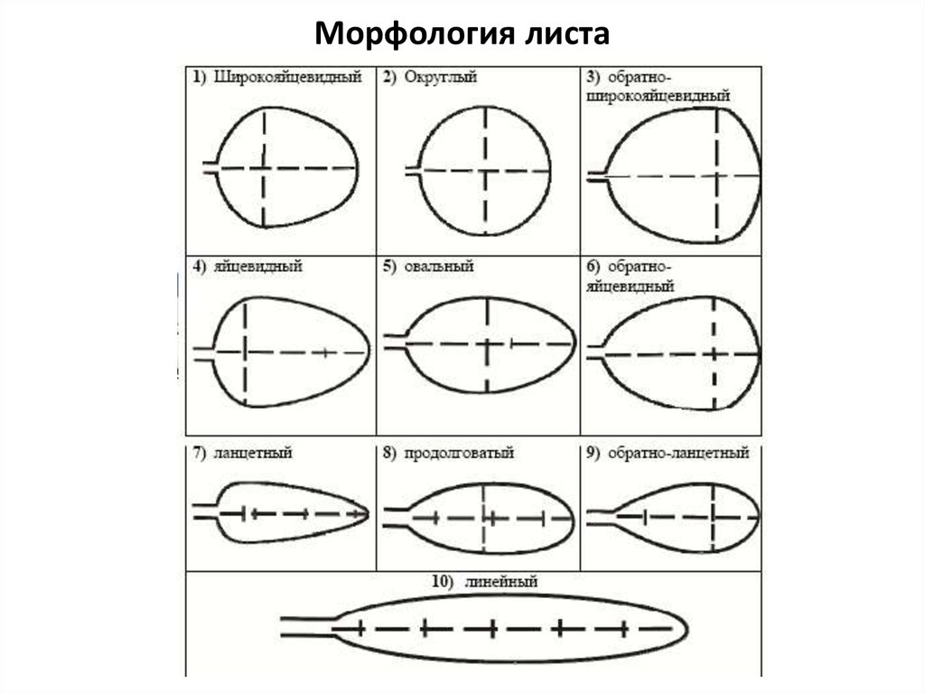 Тип листа по соотношению длины ширины. Типы листа по соотношению длины и ширины. Листовые пластинки по соотношению длины и ширины,. Формы листовых пластинок ОГЭ. Широкояйцнаиднпч форма листа.