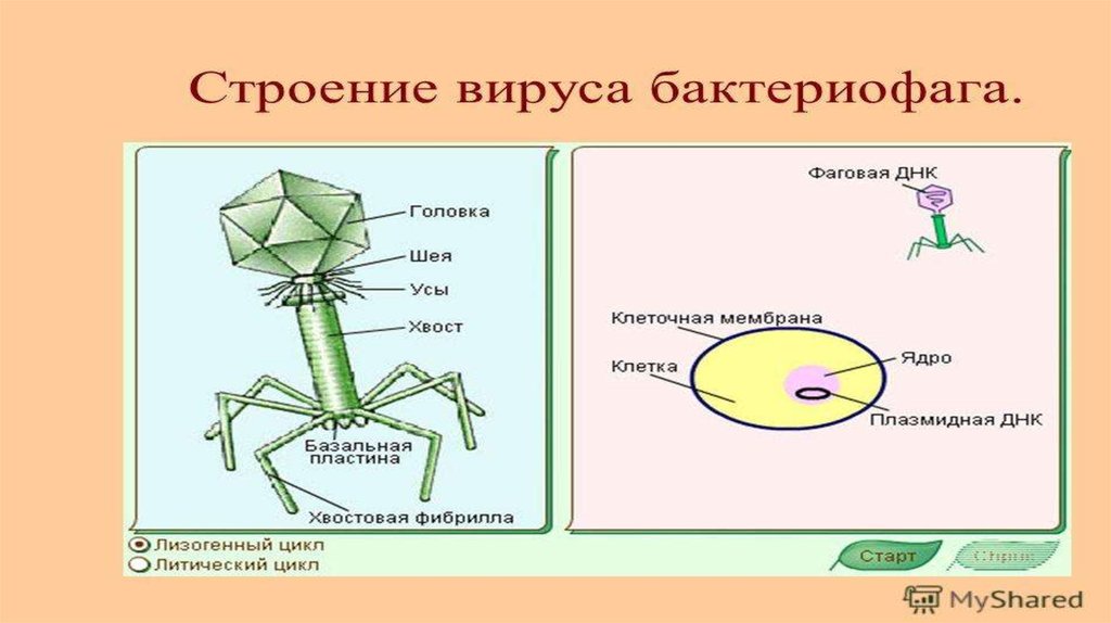 Строение бактериофага рисунок