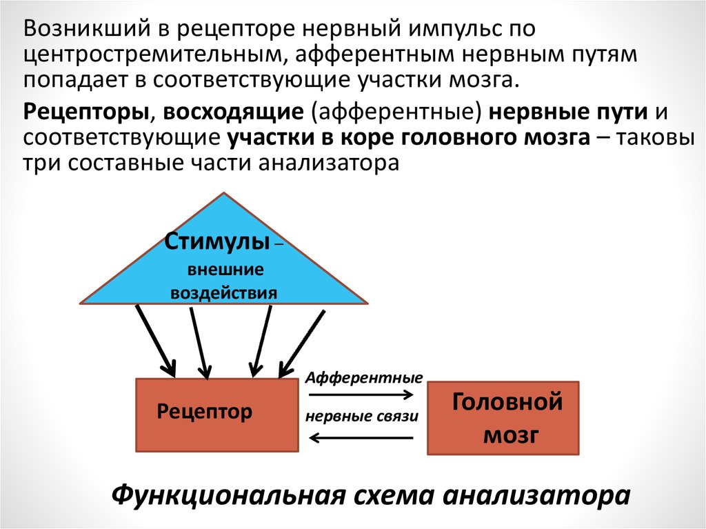 Нейрофизиологические механизмы внимания презентация