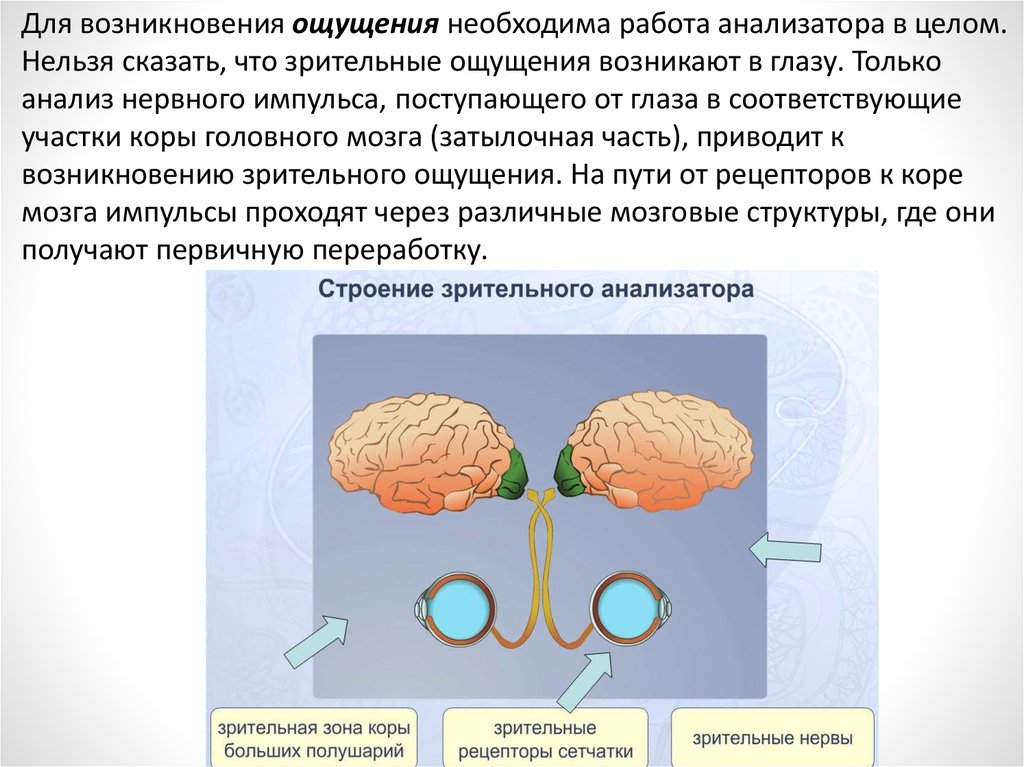 Зрительные ощущения у человека вызывает. Зрительные ощущения. Формирование зрительных ощущений. Механизм возникновения зрительных ощущений. Механизм зрительного восприятия.