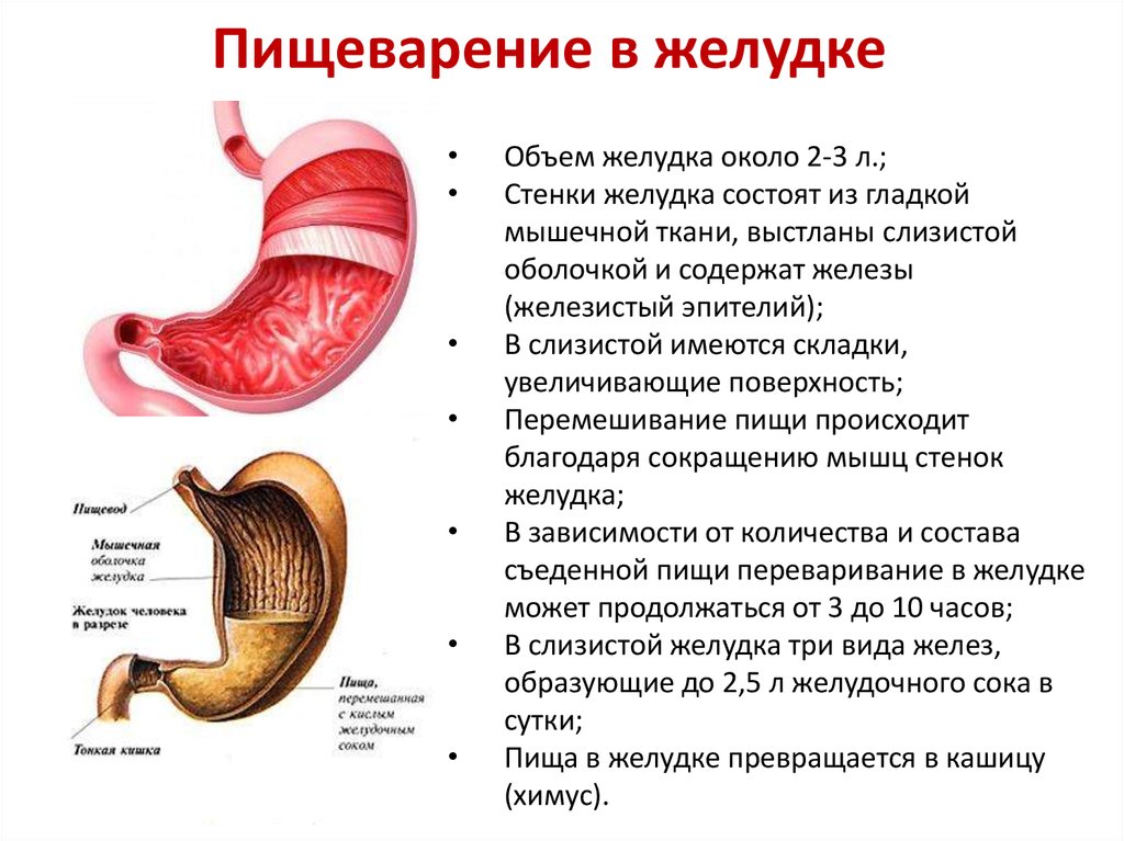 Желудок функция отдела. Строение пищеварительной системы желудок. Функции желудка в пищеварительной системе. Анатомия пищеварительная система строение желудка. ЖКТ анатомия человека строение и функции кратко.